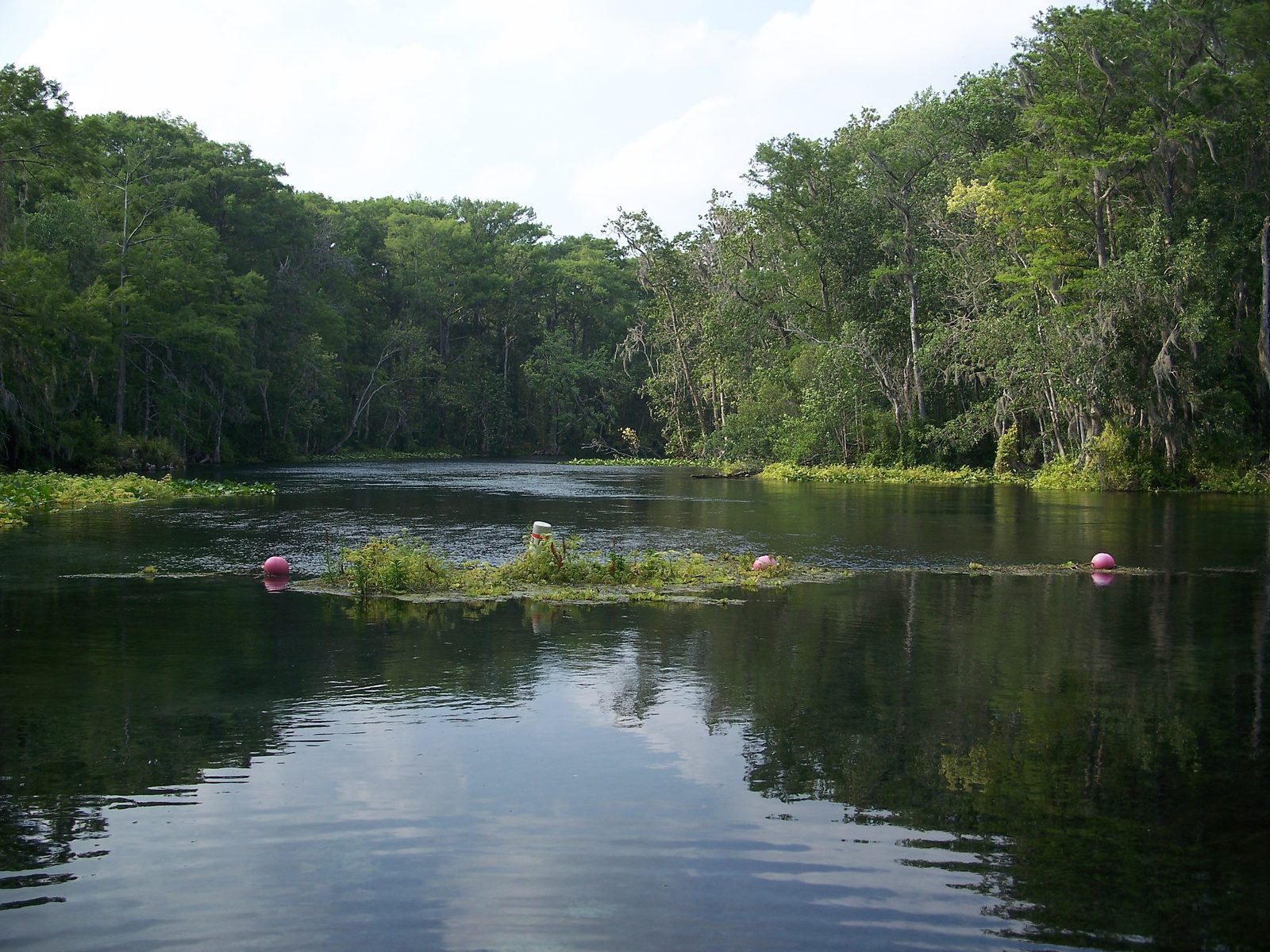 The forested Silver River